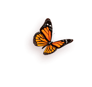 butterfly-2
